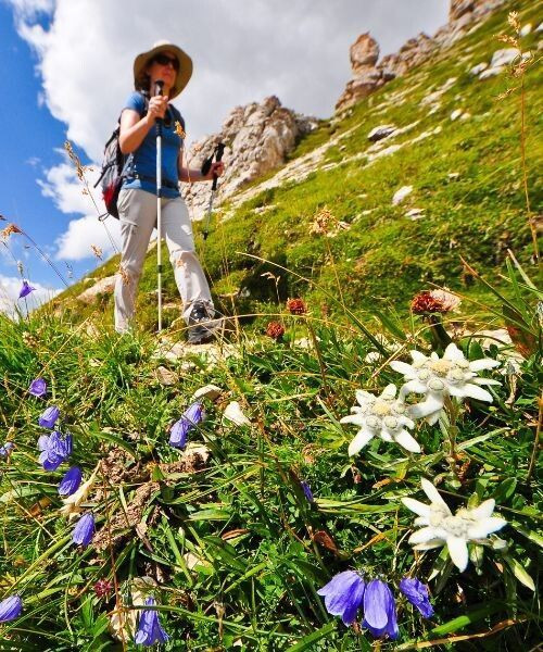 Randonneuse et edelweiss sous les sommets - Dolomites - Italie © Thomas Praire
