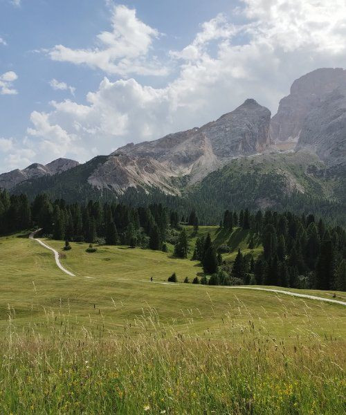 Prairie alpine de Prato Piazza - Dolomites - Italie